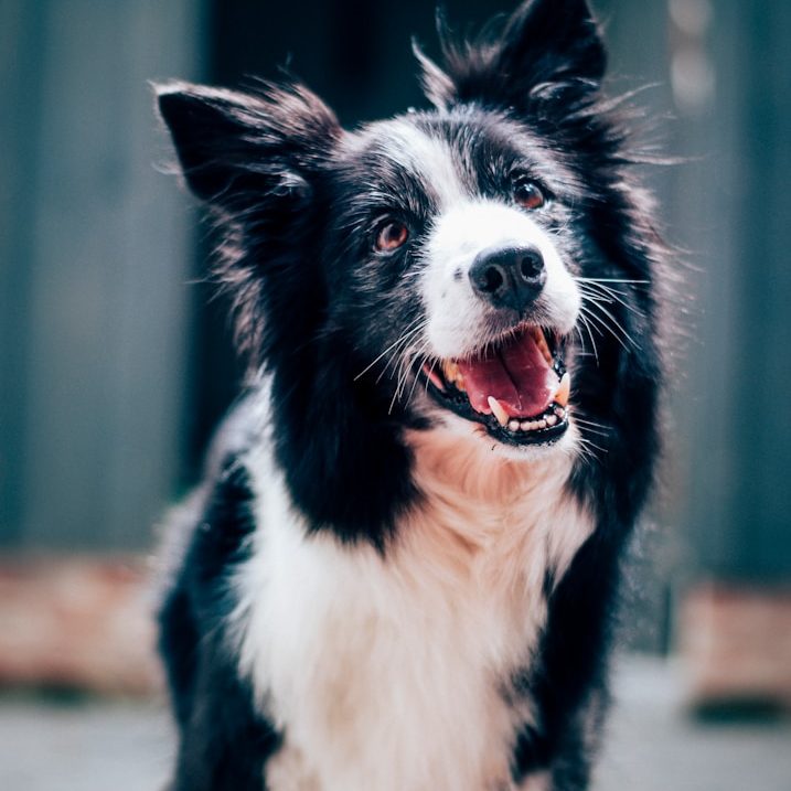 Chien border collie souriant, poils noirs et blancs, regard joyeux.