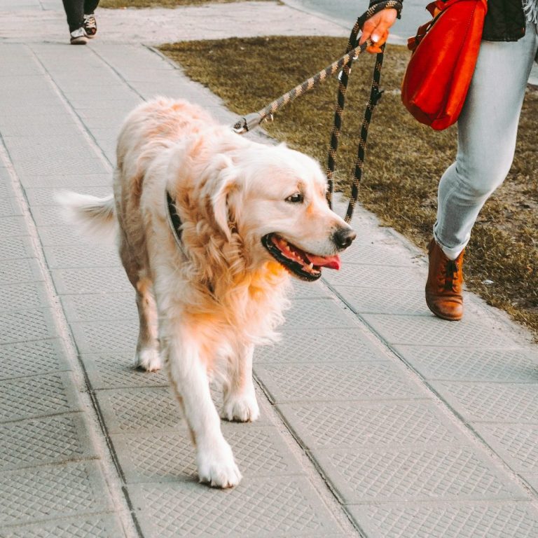 Un golden retriever marche joyeusement en laisse avec une personne sur un trottoir.