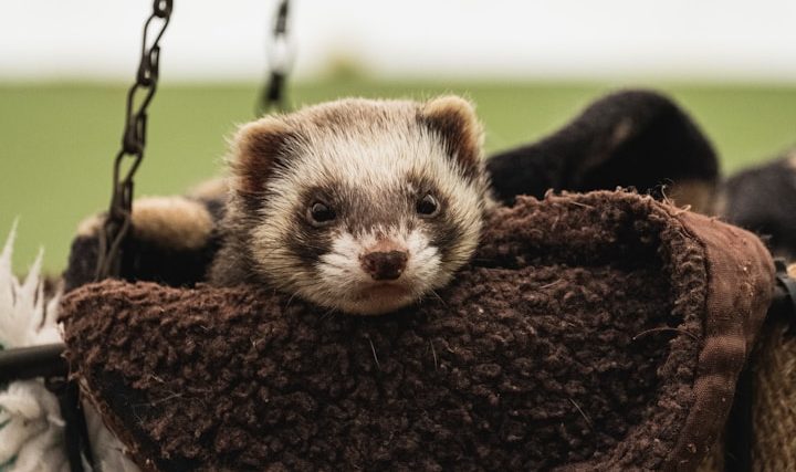 Furet reposant sur un coussin marron.