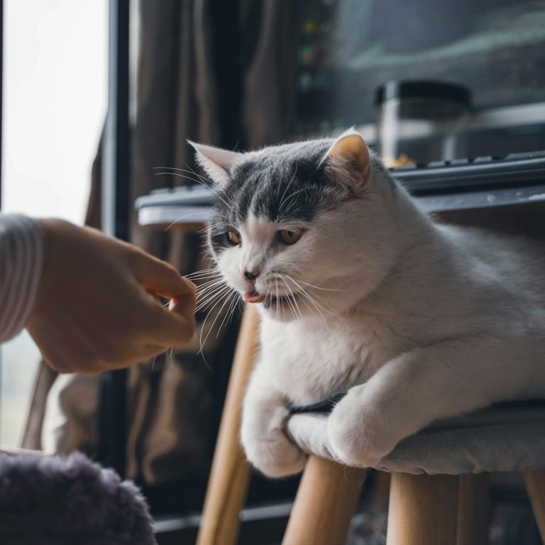Chat Un chat gris et blanc se repose sur un tabouret pendant qu'une main le caresse.