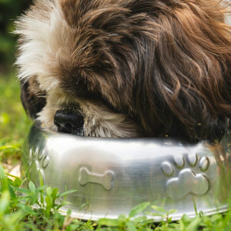 Un chien mange dans une gamelle en métal sur l'herbe.