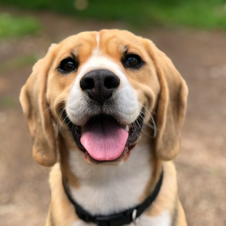 Un chien beagle souriant, avec un pelage caramel et blanc, en plein air.